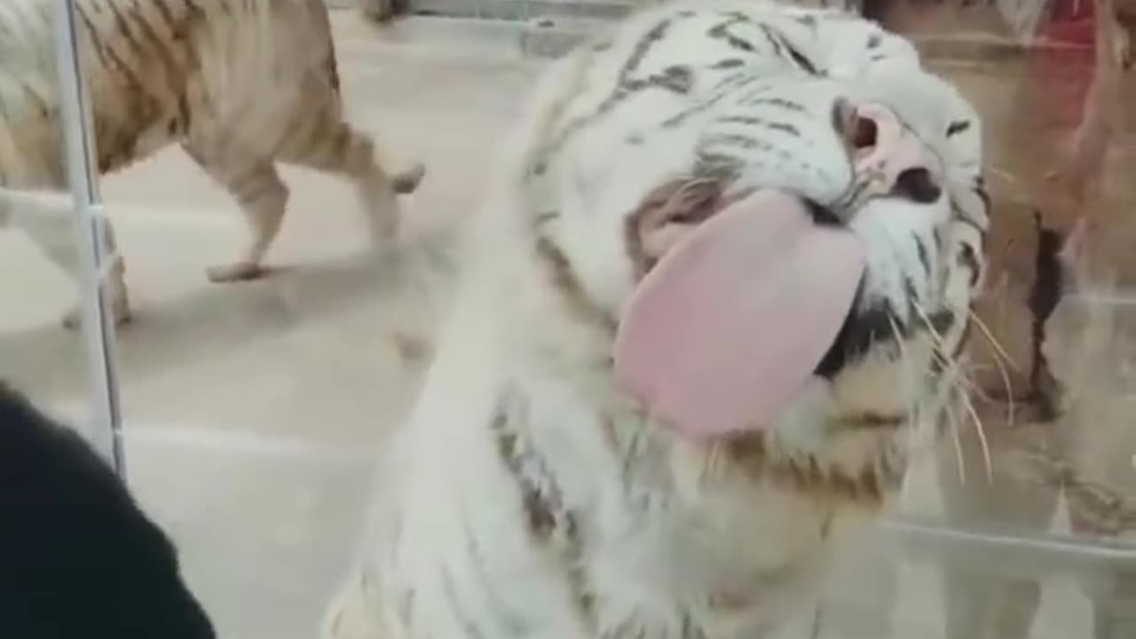 Best funny animal video