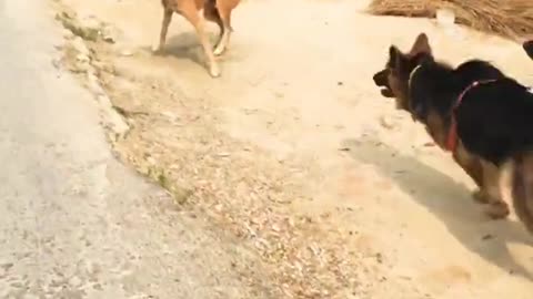 Street dog fight with german shepherd