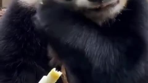 cute panda