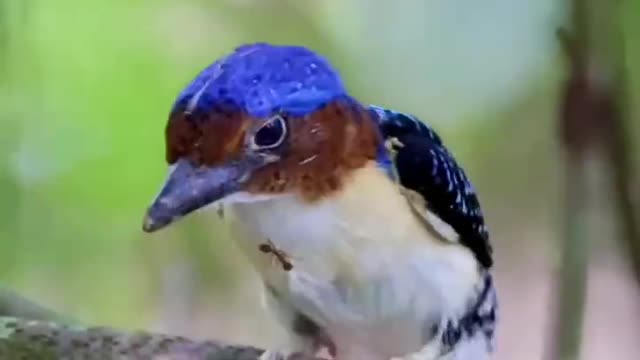 A bird attacked by ants