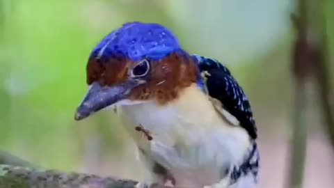 A bird attacked by ants