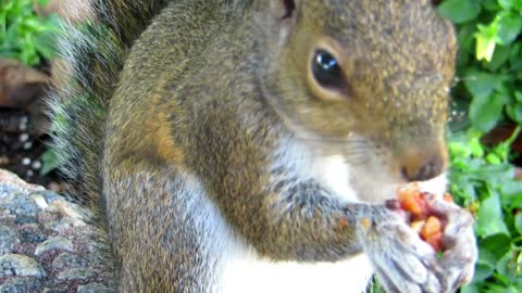 Squirrel is having lunch