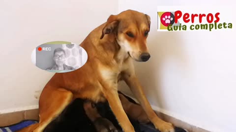 Si no tienes tiempo no tengas perro