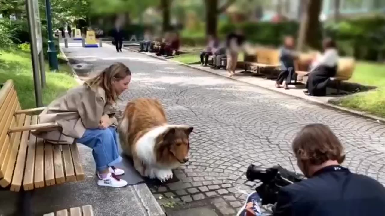 MEET TOCO THE MAN THAT IDENTIFIES AS A DOG | SPENDS 20,000 ON A BORDER COLLIE SUIT