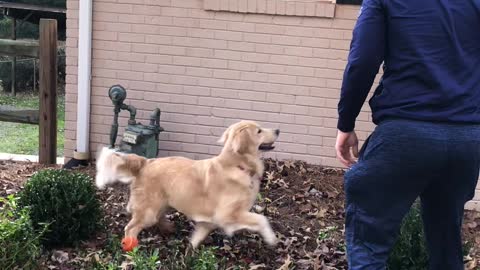 Rescuing Dog's Toy From the Roof