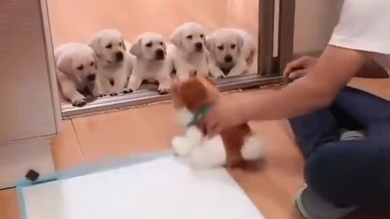 puppy training