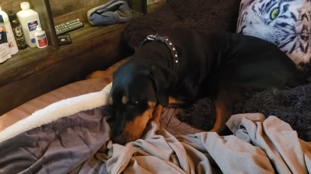 Doberman Tries to Bury His Taco in the Bed