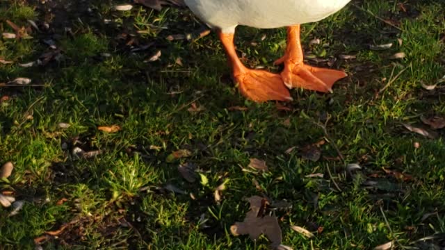 group of ducks grazing