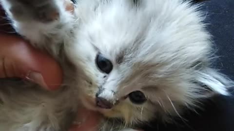 Cute cat