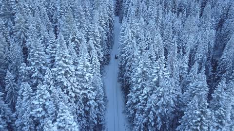 A car drives through a forest in the snow.