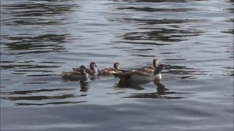 Duck Water Bird Nile Goose Chick Animal Water