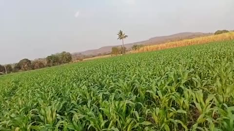 Green farms of india| natural beauty|#Nature