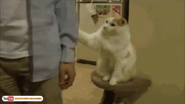 Funny Cat Vines - Short Funny Cats Videos