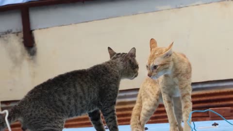 Cat fighting