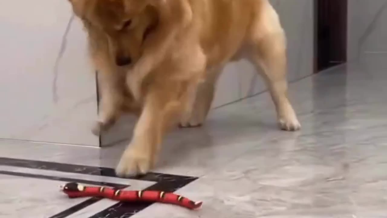 Most watched Dog play