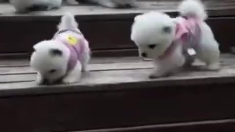 Cute puppy