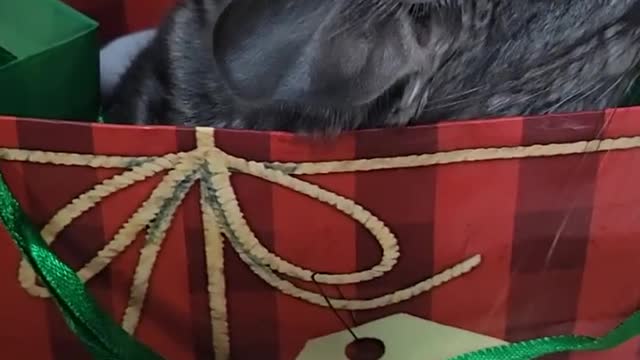 live Christmas bag #animals #funny #pets #happy