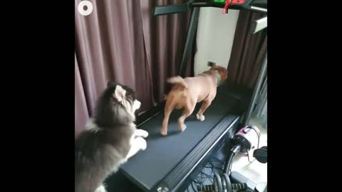 Funny dogs challenging over treadmill