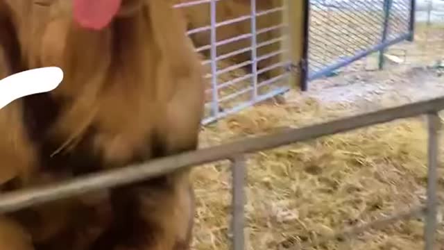 Fun Animal Fact Goats have the BEST singing voices! 🐐🎶💗