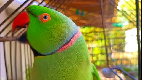 Cute talking parrot clear voice ❤️