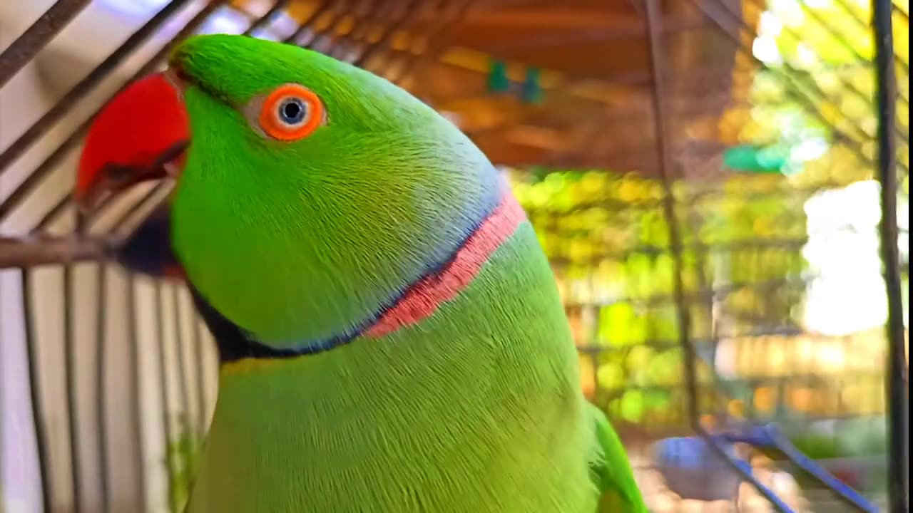 Cute talking parrot clear voice ❤️