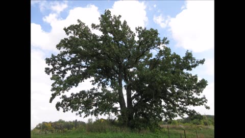 Hawk Look Out Tower Burr Oak Tree July 2022