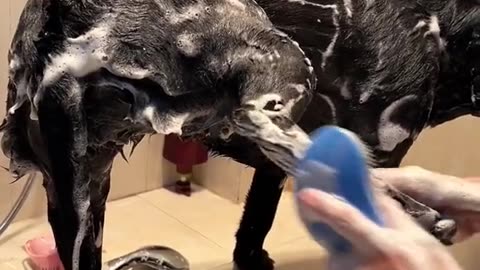 The Dog Looked shiny After Bathing
