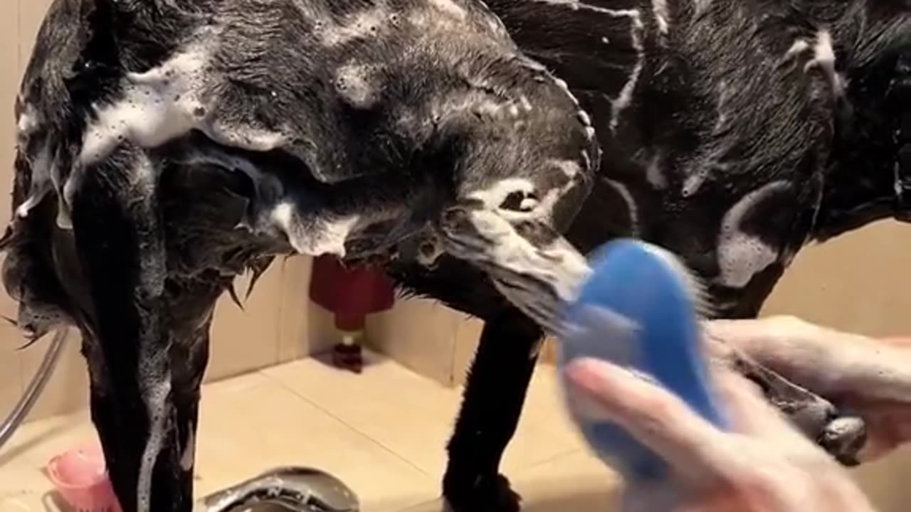 The Dog Looked shiny After Bathing