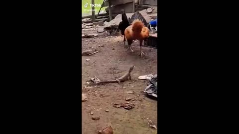 Funny Animal Videos 2024 - #11