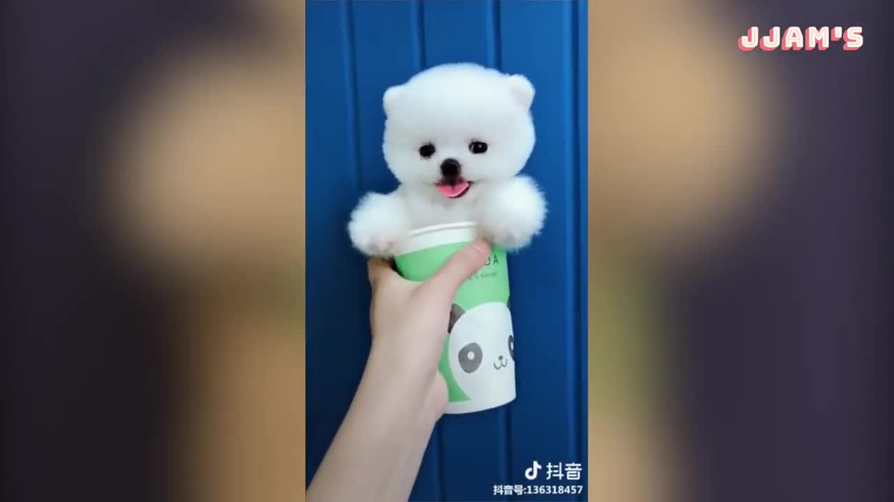 funny and cute dog compilation