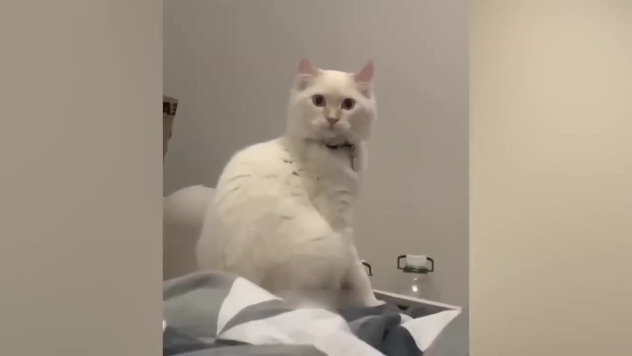 Funniest Animals 😂 Funniest Cats and Dogs 😺🐶