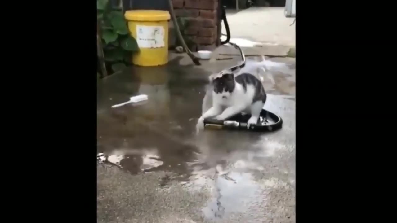 Funniest cat 😹Funniest animals 2023 in tiktok funny and fails pets video #1