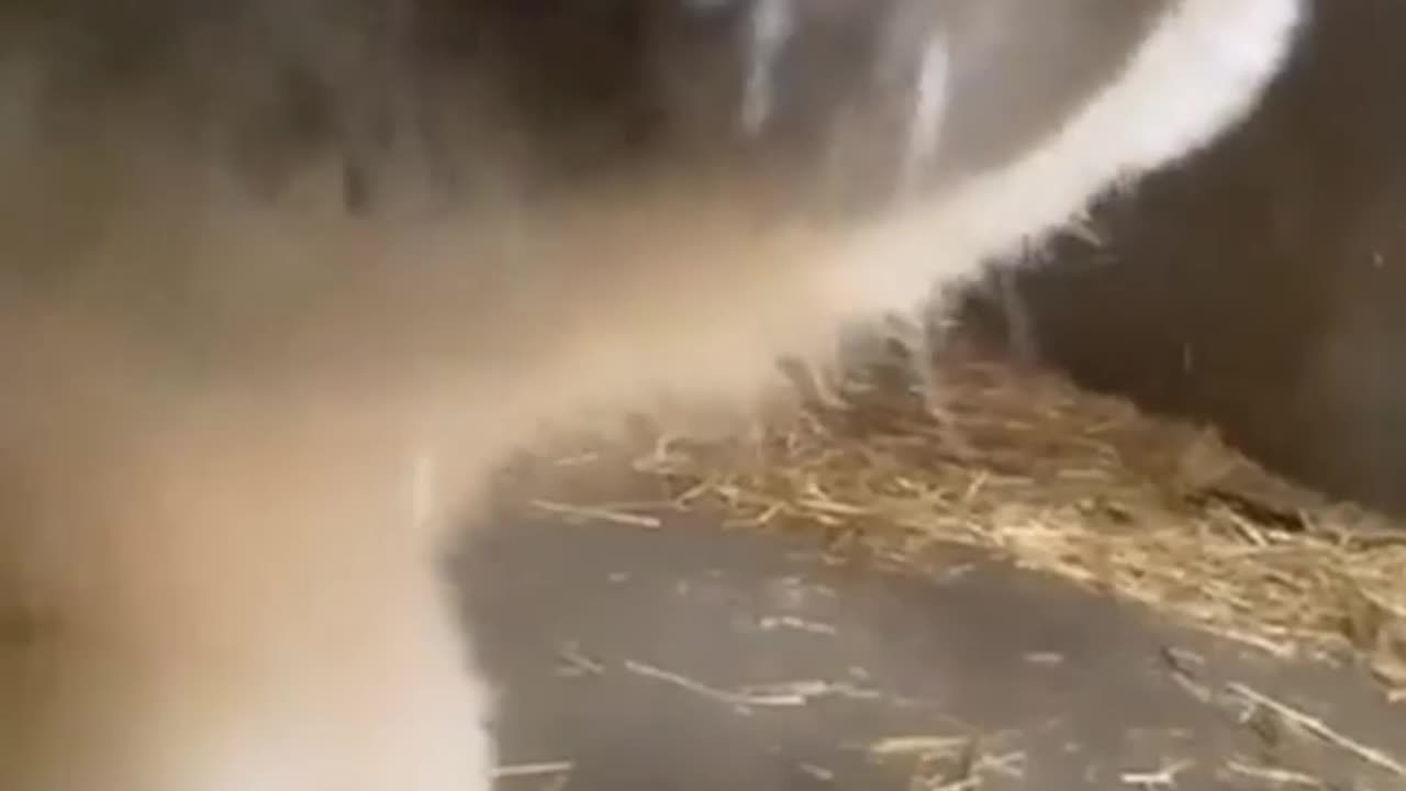 Why is it so cute?