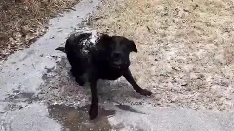 Be careful puppy🐶