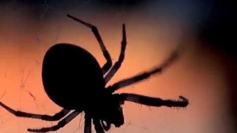 Fun Facts You Didn't Know About Spiders