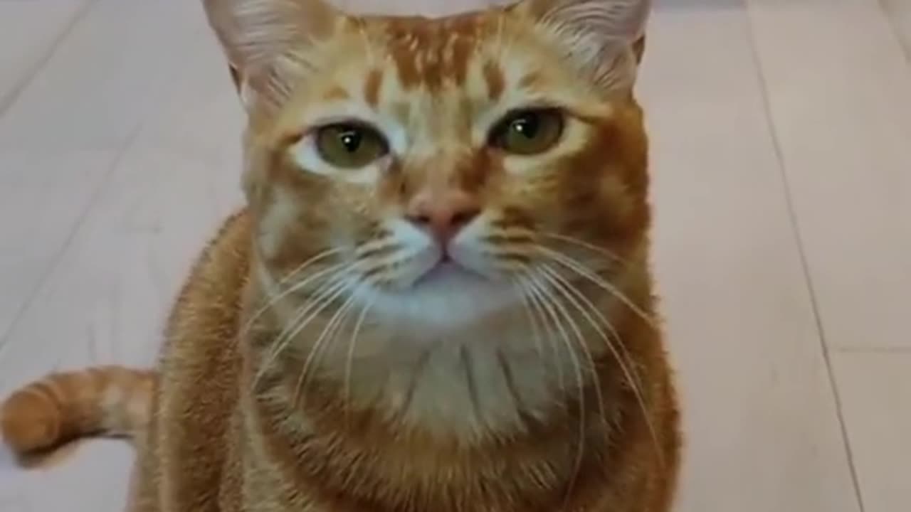 Singing cat | part # 4| Must watch/ funny cat singing