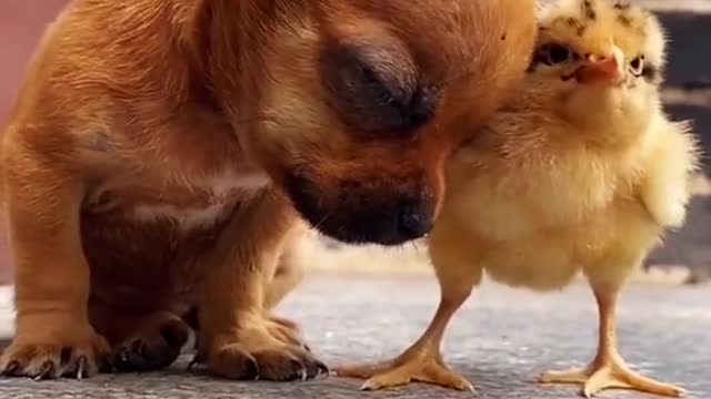 Dogs and chickens