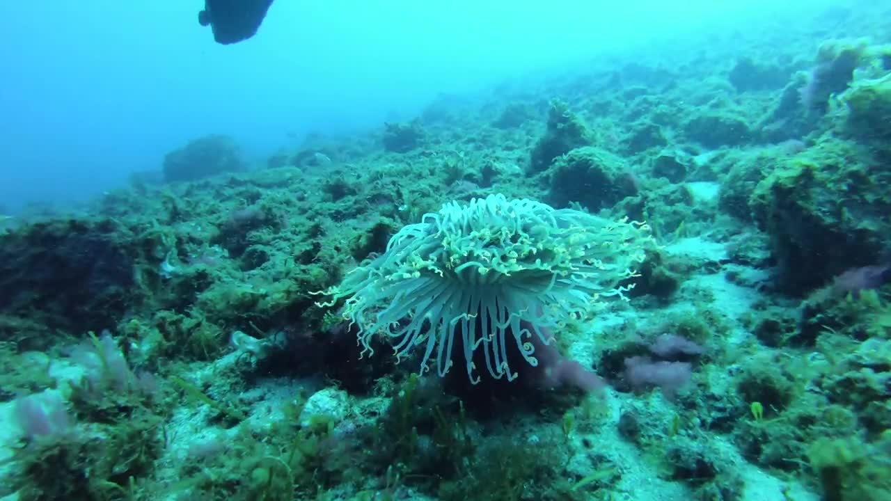 Immersioni in Calabria - Scilla