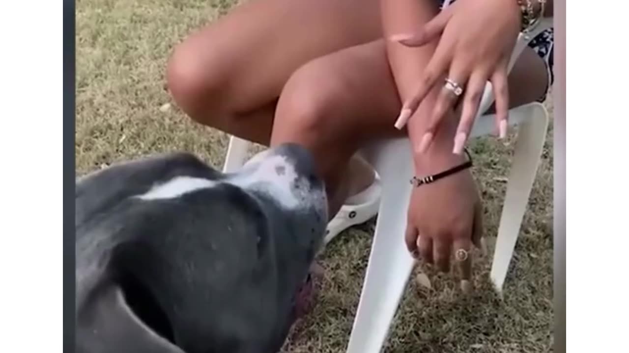 #veryfunnydogs