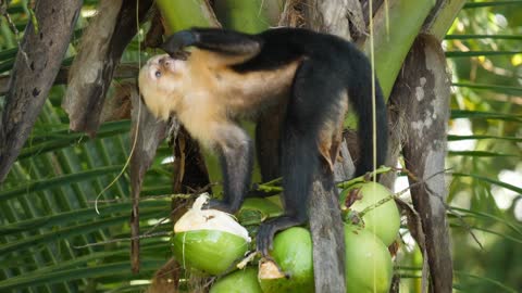 Funny monkey 🙈 drinking coconut 🌴 videos