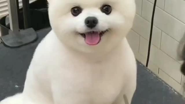 amazing animals