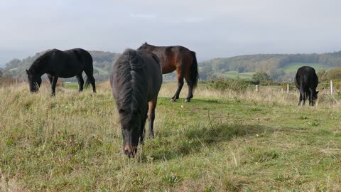 Black horse 🐎 is very beautiful ❤️