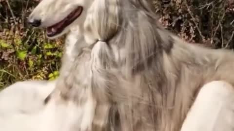 I like this dog's hair