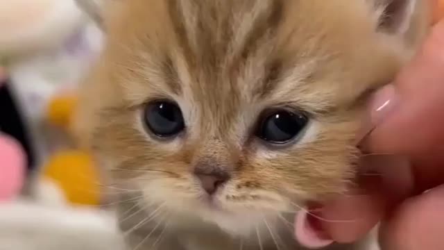 Cute Fluffy Cat😍🐈