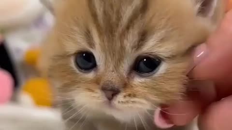 Cute Fluffy Cat😍🐈