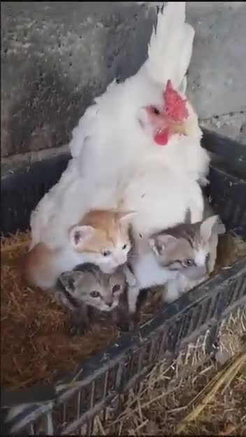 A Guy Finds His Chicken Taking Care Of Three Orphaned Kittens