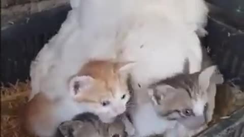 A Guy Finds His Chicken Taking Care Of Three Orphaned Kittens