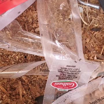 the 🐜 ant army exploring around