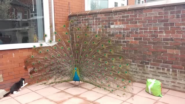 Cat Thinks Peacock Is A Walking Toy