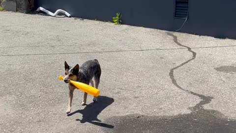 Have You Ever Seen a Dog that Plays Baseball?